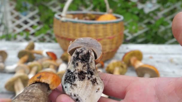 Worms and Maggots in young edible Mushroom. Pest invasion. Fly larvae — Stock Video