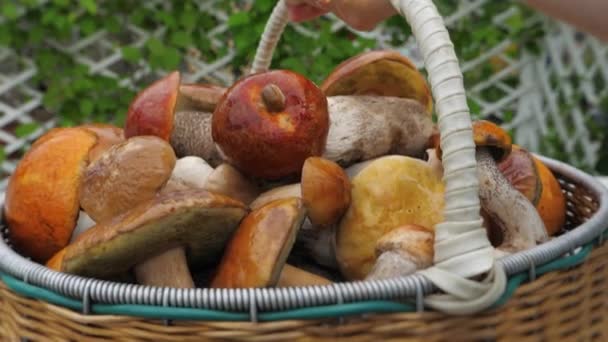Mano mette un cesto con funghi porcini commestibili dalla foresta — Video Stock