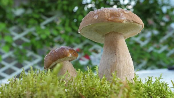 Kapka vody padá zpomaleně z jedlé houby v lese. — Stock video