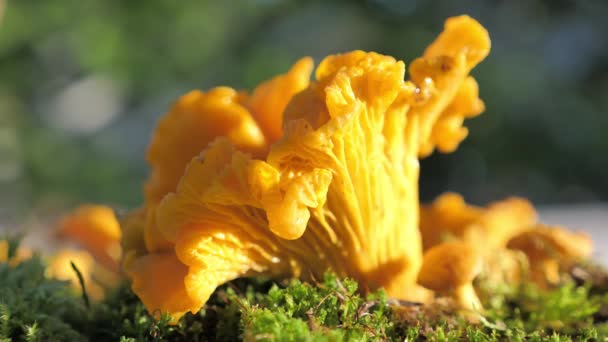 Perder a vista aérea Cogumelos Chanterelle crus frescos da floresta — Vídeo de Stock