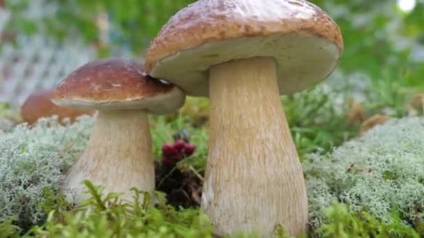 De camera draait in slow motion van een Porcini paddenstoel in het bos. — Stockvideo