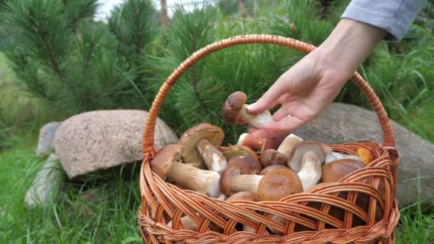 A female hand rotates a porcini mushroom and puts it in a basket — Stock Video