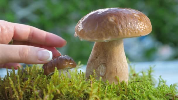 Mão escolhe um cogumelo Porcini no jardim durante o dia. — Vídeo de Stock