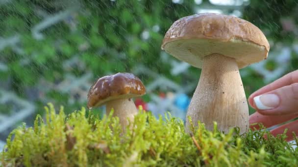 Cueille à la main un champignon Porcini dans le jardin pendant la journée. — Video