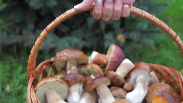 Women Hands coloca a cesta cheia de cogumelos edulis. Apanhar cogumelos. — Vídeo de Stock