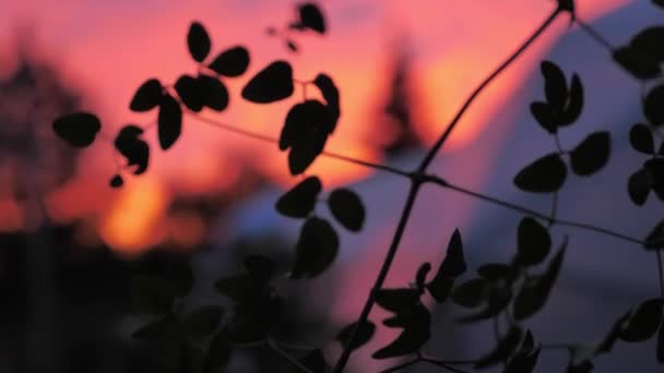ピンクの夕日で雨の後霧の中で植物フィールド。太陽は水滴の中に反射する ストック映像