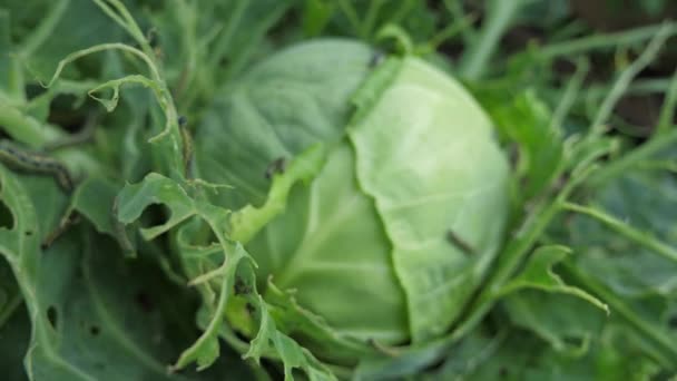 The caterpillar larvae of the cabbage white butterfly eating the leaves — Stock Video