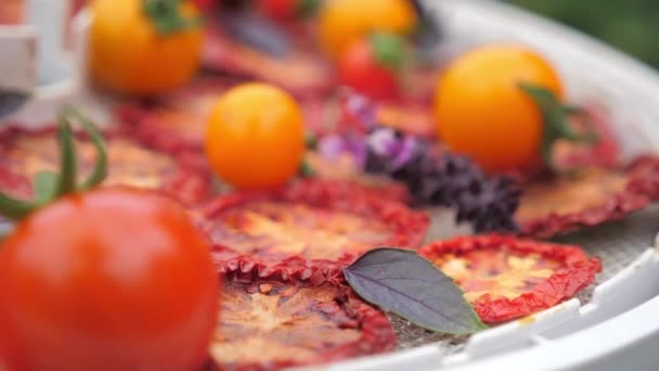 Kurutucudan güneşte kurutulmuş domatesler. Mantarlı ve fesleğenli kompozisyon. — Stok video