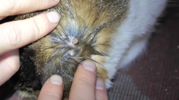 Encefalitis garrapata llena de sangre de cerca en el cuerpo de los animales. Tick Attack un gato. — Vídeos de Stock