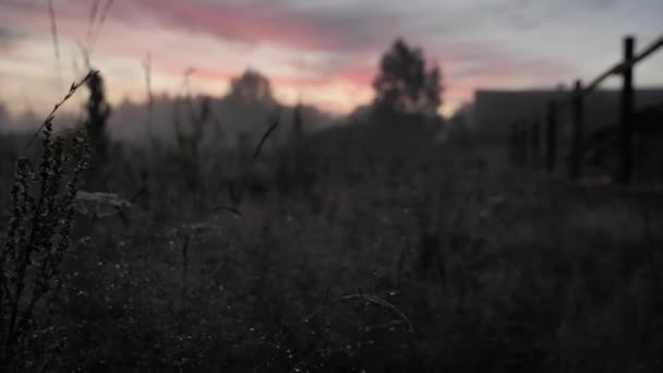 ピンクの夕日で雨の後霧の中で植物フィールド。太陽は水滴の中に反射する — ストック動画