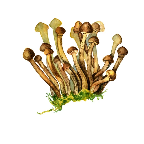 Watercolor Forest Mushroom Isolated White Background Botanical Illustration Vegetarian Watercolor — Stock Photo, Image