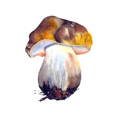 Beyaz arka planda izole edilmiş suluboya orman mantarı. Botanik illüstrasyon. Vejetaryen. Kitap, atlas, ansiklopedi için suluboya el çizimi. Dekorasyon, mutfak eşyaları, tekstil