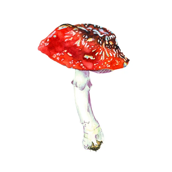 Aquarell Amanita Pilze Isoliert Auf Weißem Hintergrund Botanische Illustration Aquarell — Stockfoto