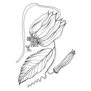 Tutku çiçeği. Passiflora vitifolia tropik çiçek çizimi. Davetiyeler için dekoratif unsur, tekstil, baskı ve tasarım, kozmetik, spa, parfüm, parfüm, düğün.