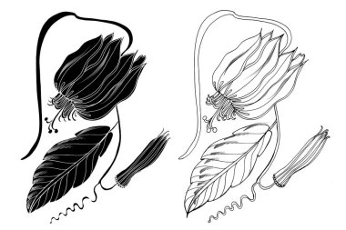 Tutku çiçeği. Passiflora vitifolia tropik çiçek çizimi. Davetiyeler için dekoratif unsur, tekstil, baskı ve tasarım, kozmetik, spa, parfüm, parfüm, düğün.