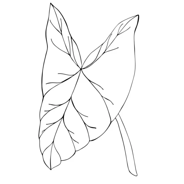 Tropiskt Blad Neftyt Eller Caladium Syngonium Podophyllum Botanisk Illustration Isolerad — Stock vektor