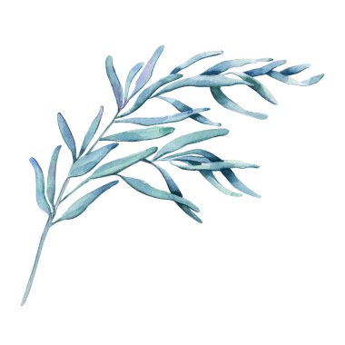 Yeşil yapraklı ve dallı suluboya okaliptüs dalı. Doğa dekoratif tasarım için çeşitli zarif çizimler. Düğün okaliptüsü. Kırsal yeşillik. Naneli, mavi tonlu. Akdeniz ağacı.