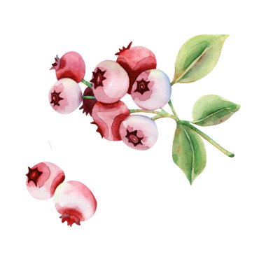 Suluboya Güzel karikatür kırmızı böğürtlen, kırmızı frenk üzümü, dut. Bayram tebrik kartı tasarımı. Noel kartları, davetiyeler, posterler için unsur