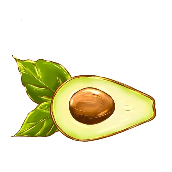 Avocado tekening. Hele avocado met blad en half met zaad geïsoleerd op witte achtergrond. — Stockfoto