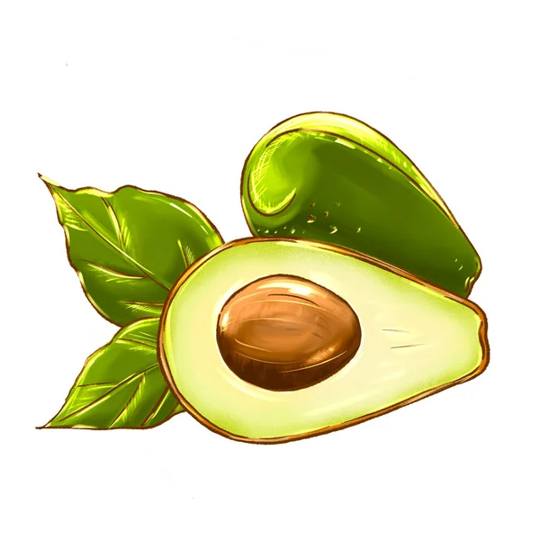 Avocado tekening. Hele avocado met blad en half met zaad geïsoleerd op witte achtergrond. — Stockfoto