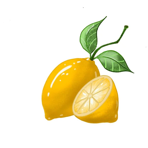 Ramo di limone. illustrazione dei frutti con frutti di limone, foglie e boccioli isolati su fondo bianco. — Foto Stock