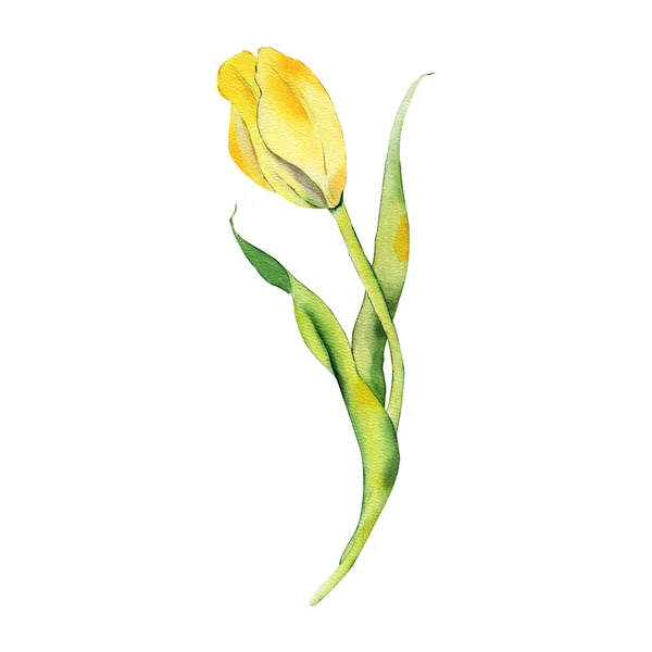 Ilustrace Ručně Kreslené Sady Růžových Tulipánů Izolovaných Bílém Pozadí Jarní — Stock fotografie