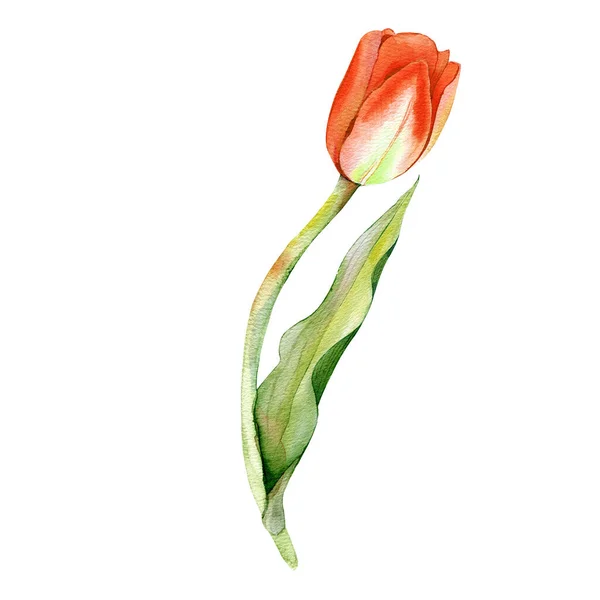 Ilustracja Akwarela Ręcznie Narysowany Zestaw Różowych Tulipanów Izolowanych Białym Tle — Zdjęcie stockowe