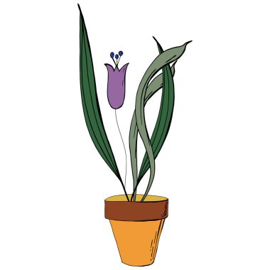 Güzel çiçek, kahverengi tencerede lale, ev ya da ofis için. Bahar çiçekleri. Çiçek açan bitkiler, ampul bitkileri, botanik kabı. İç bahçe çiçek lalesinin çiçek unsurları.