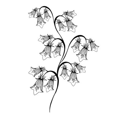 Vektör çizimi. BlueBell çiçekli el klasik tarzında çizer. Beyaz arka planda siyah beyaz klipsli sanat. Çiçek açan çayır çiçekleri mürekkep stili.