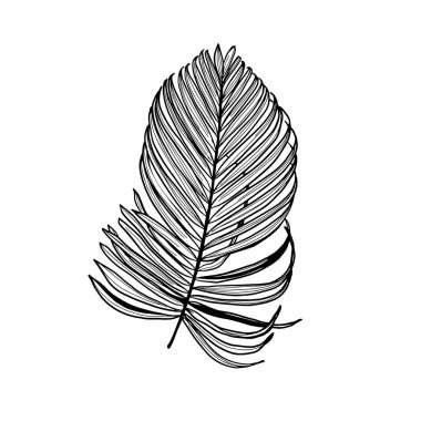 Vektör palmiye yaprakları, beyaz arka planda izole orman yaprakları. Palm Leaf Sketch. Tropik botanik çizimi, yeşil yapraklar, çiçek elementleri. Yaz Tropik Bitkileri.