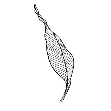 Muz yaprağı. Tropikal yaprak. Beyaz arkaplanda izole edilmiş vektör illüstrasyon muz yaprakları. Eskiz stili siyah beyaz muz yaprağı. Asgari biçimdeki vektör yeşillendirmesi