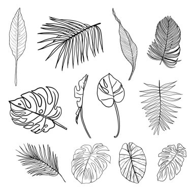 Palmiye yaprakları hazır. El çizimi siyah ve beyaz çizim. Egzotik tropik Hawaii yazı. Avuç içi, protea, strelitzia, canavar, koladyum. Orman botaniği. Siyah beyaz mürekkep oyması. öge.