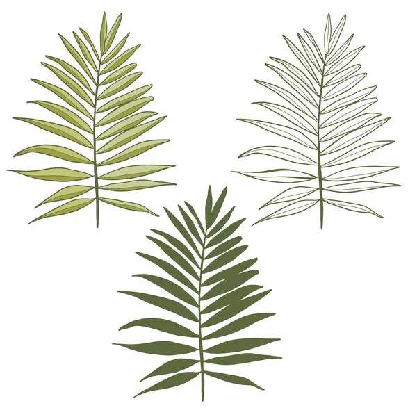 Vektorpalmenblätter Dschungelblätter Isoliert Auf Weißem Hintergrund Palmblattskizze Tropische Botanische Illustration — Stockvektor