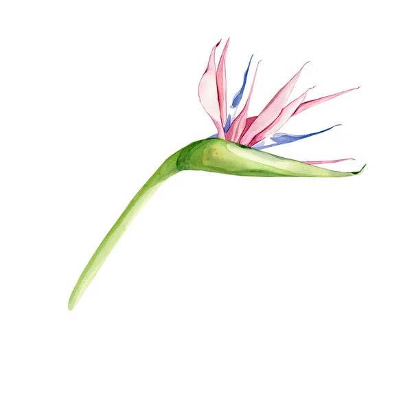 Tropische Strelitzia Reginae Tropische Blüten Und Blätter Isoliert Auf Weiß — Stockfoto