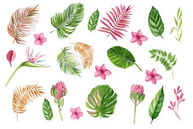 Gerçekçi tropikal bitki bitkileri. Tropikal yapraklar ve çiçekler: yeşil palmiye neanta, canavar, amber çiçeği. Elle boyanmış suluboya çizimi beyaza izole edilmiş