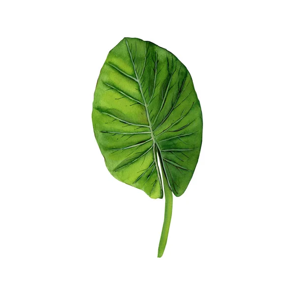 Grönt Tropiskt Löv Botanisk Illustration Akvarell Isolerad Vitt Handritade Blad — Stockfoto