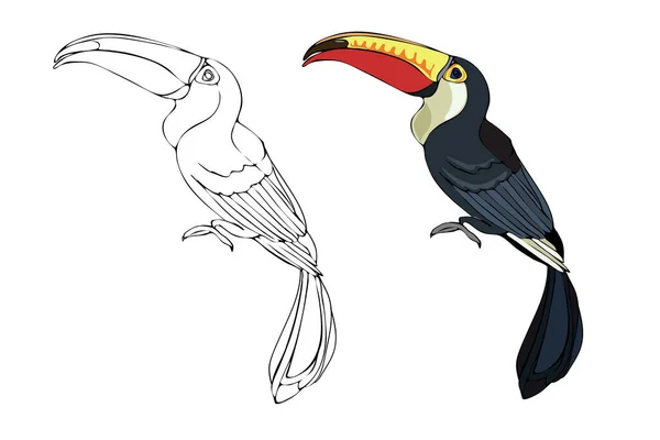 Vector hand-drawn toucan. Hand drawing coloring book for children and adults. Beautiful drawings. — ストックベクタ