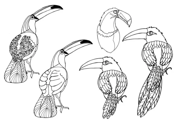 Vector hand-drawn toucan. Hand drawing coloring book for children and adults. Beautiful drawings. — Vector de stock