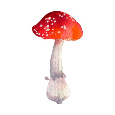 Suluboya Amanita Mantarları. Beyaz arka planda izole edilmiş. Botanik illüstrasyon.