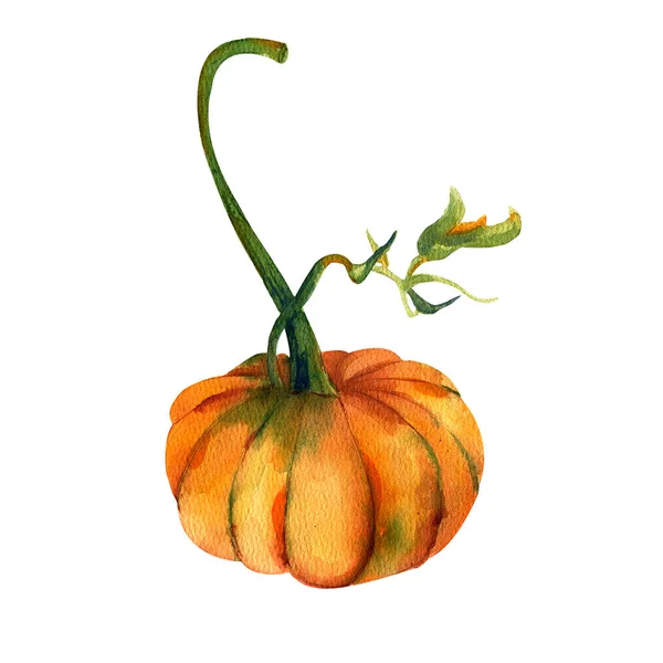 Feliz Día de Acción de Gracias Calabaza. Pintura de acuarela sobre fondo blanco. Cosecha de otoño. —  Fotos de Stock