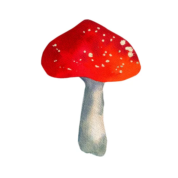 Cogumelos aquarela Amanita. Isolado em fundos brancos. Ilustração botânica. — Fotografia de Stock