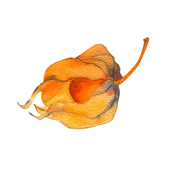 흰색 배경에 있는 주황색 폐기종을 물감으로 묘사 한 가을 기종의 겨울 체리. — 스톡 사진