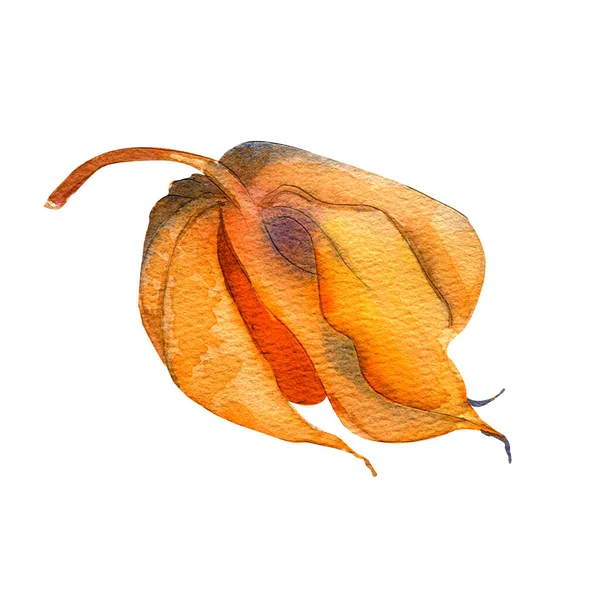 Akwarela ilustracja pomarańczowy physalis na białym tle, jesień physalis zima wiśnia. — Zdjęcie stockowe