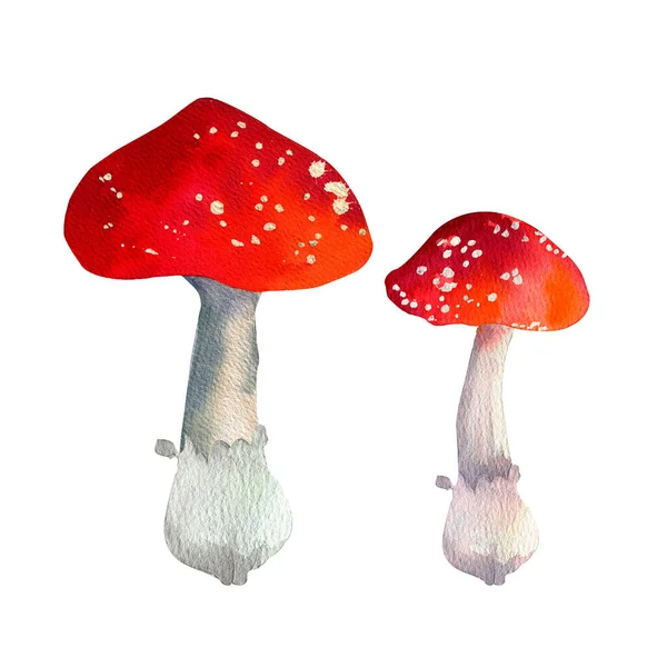 Acuarela Amanita Setas. Aislado en fondos blancos. Ilustración botánica. — Foto de Stock