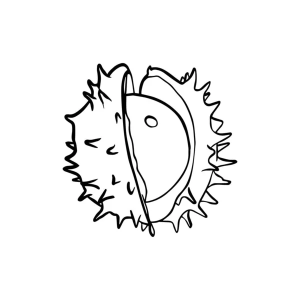 Castagno Frutta Disegnata Matita Doodle Bianco Nero Illustrazione Vettoriale Disegnata — Vettoriale Stock