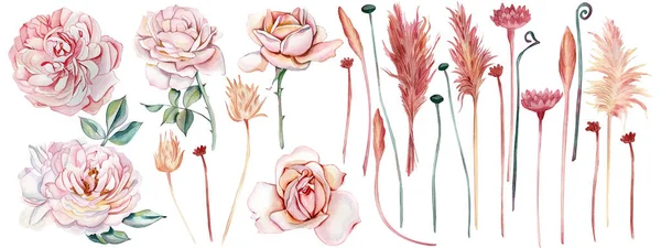 Rosa Antiga Reamy Flores Bege Pálidas Grama Pampas Folhas Queda — Fotografia de Stock