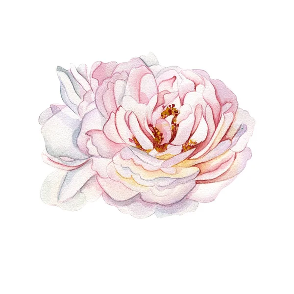 Akwarelowa Ilustracja Delikatnej Różowej Róży Ilustracja Botaniczna Modny Elegancki Design — Zdjęcie stockowe