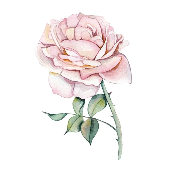 Aquarel Illustratie Van Een Delicate Roze Roos Botanische Illustratie Het — Stockfoto
