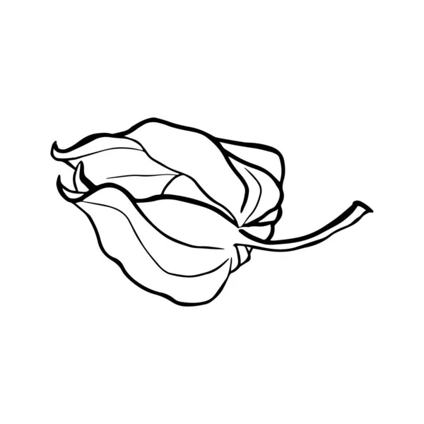 Physalis Plantas Otoño Sobre Fondo Blanco Ilustración Bayas Silvestres Sobre — Vector de stock