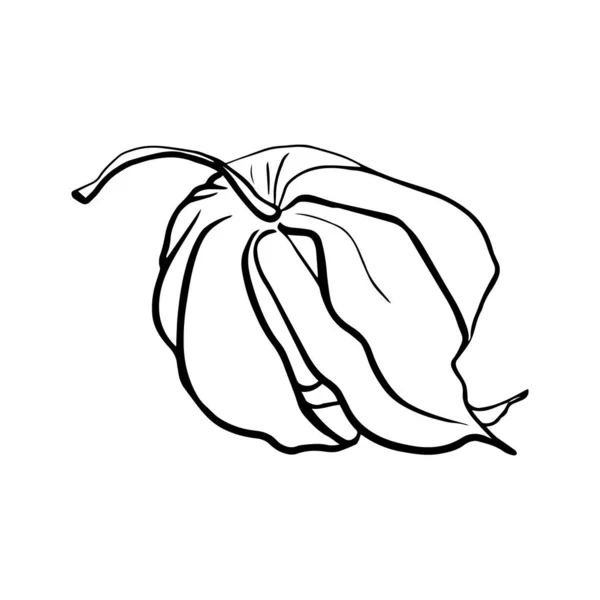 Physalis Herbstpflanzen Auf Weißem Hintergrund Illustration Von Waldbeeren Auf Weißem — Stockvektor